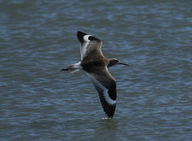 Willet