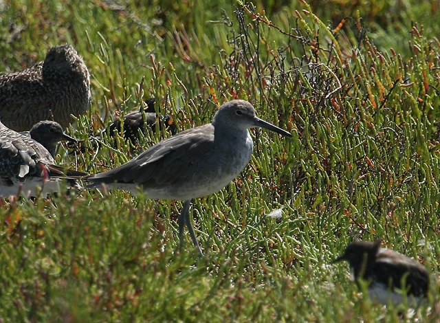 Willet