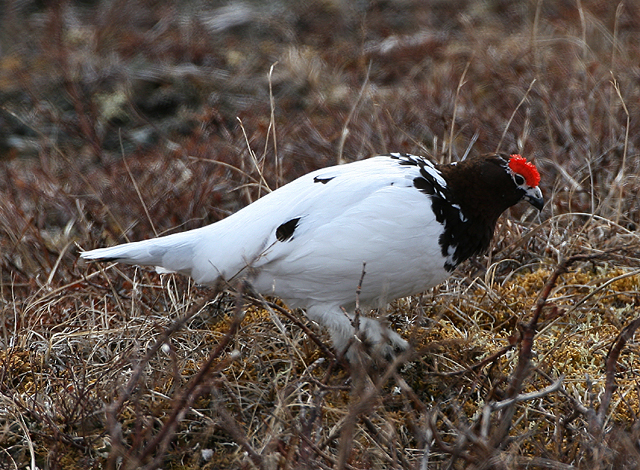 Willow Ptarmigan