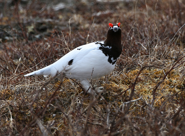 Willow Ptarmigan