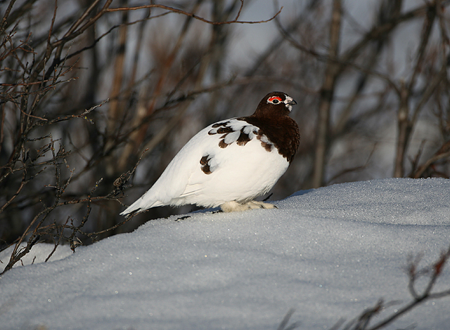 Willow Ptarmigan
