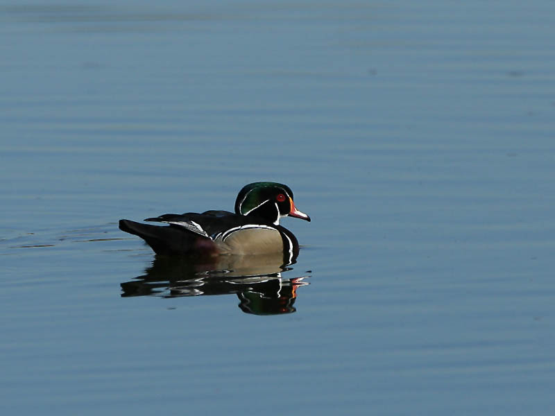 Wood Duck