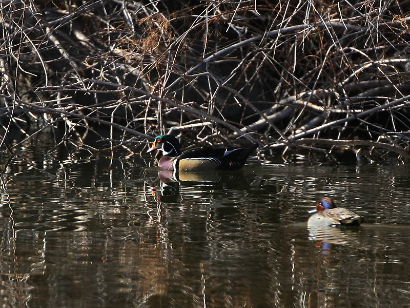 Wood Duck