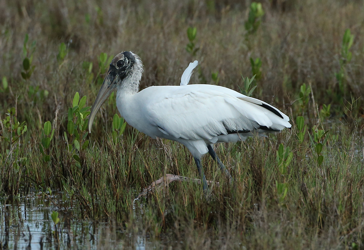 Wood Stork