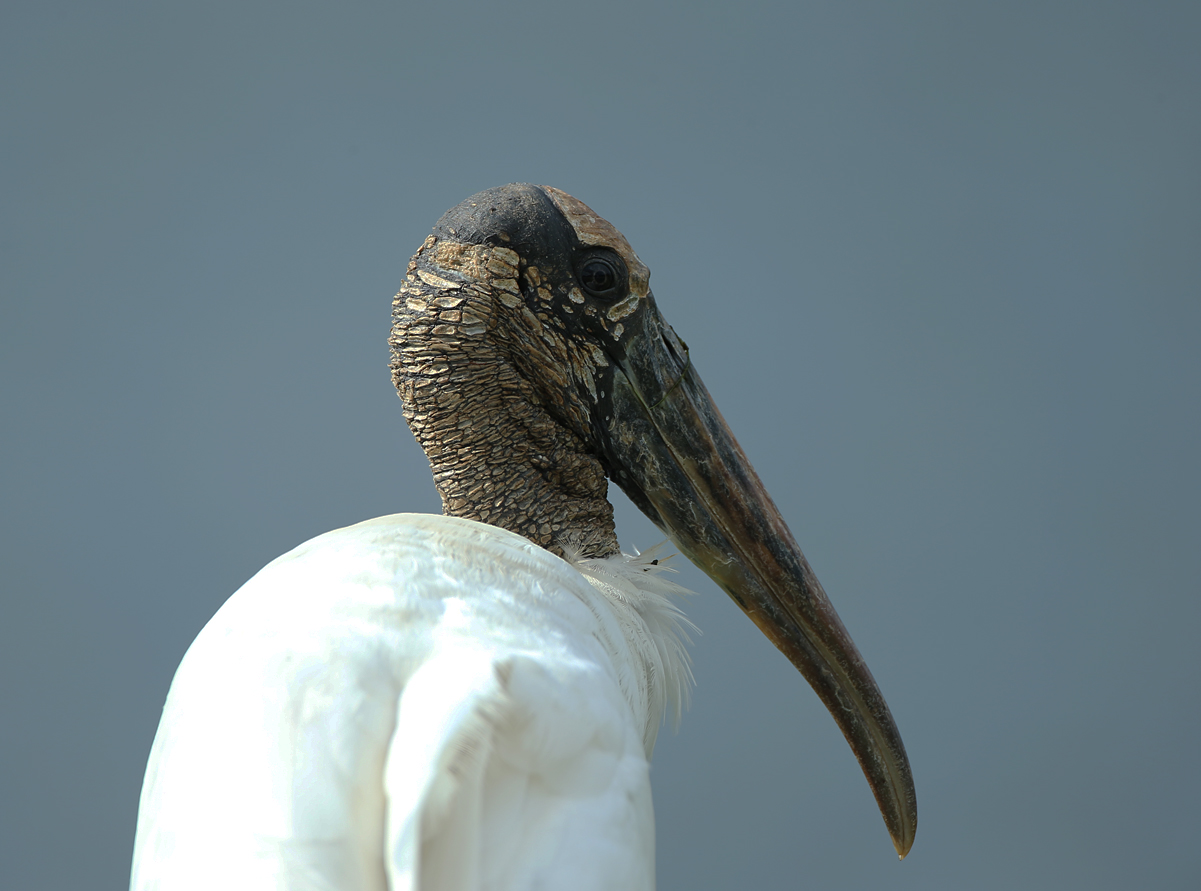 Wood Stork