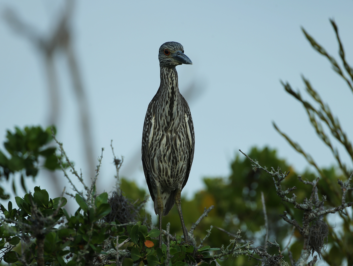 Yellow-crowned Night-Heron