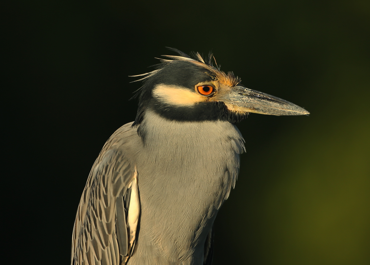 Yellow-crowned Night-Heron