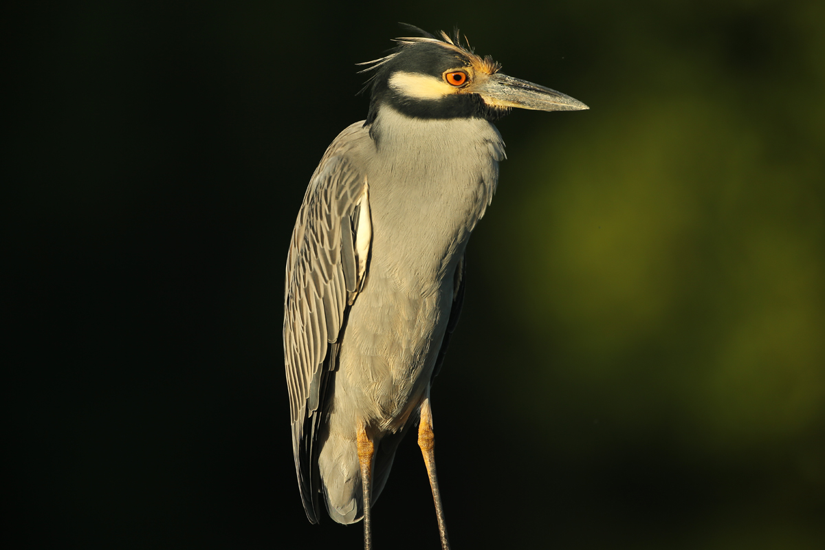Yellow-crowned Night-Heron
