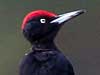 Black Woodpecker