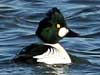 common goldeneye