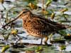 Common Snipe