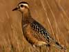 Dotterel