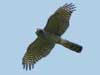 Eurasian Sparrowhawk