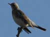 Fieldfare