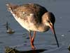 Spotted Redshank