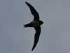 alpine swift