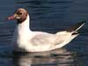 Black-Headed Gull