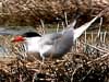 Common Tern