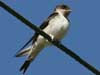 House Martin