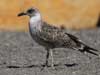 juvenile Yellow-Billed Gull