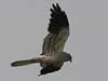 Montagus Harrier