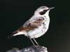 Northern Wheatear