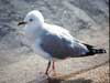 Black-billed Gull