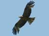 Black Kite