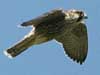 Peregrine Falcon