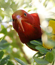 hawaii bird books